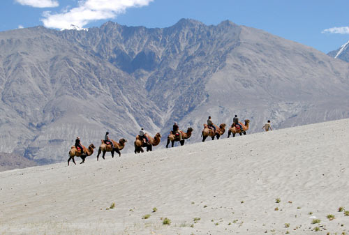 chameau - ladakh