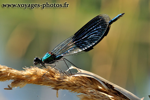 Calopteryx splendens