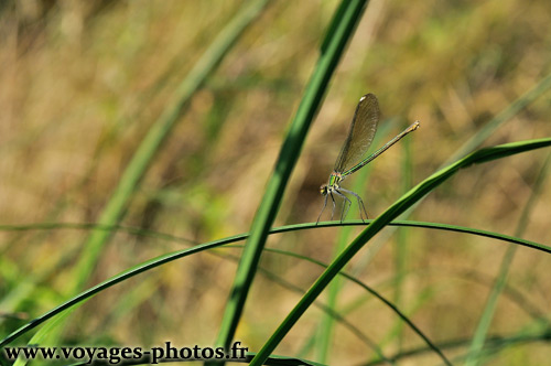 Libellule verte