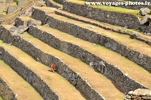 Zone agricole du Machu Picchu