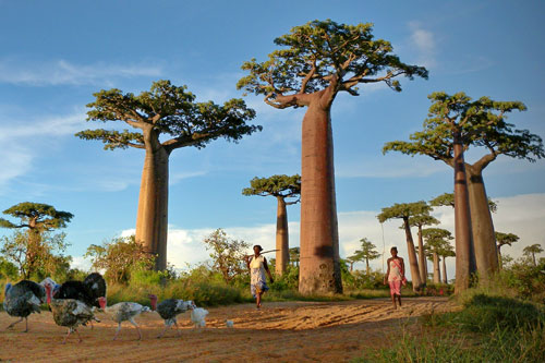 Madagascar - Baobab