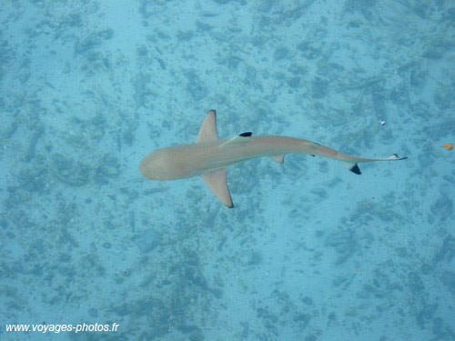 Requin - maldives