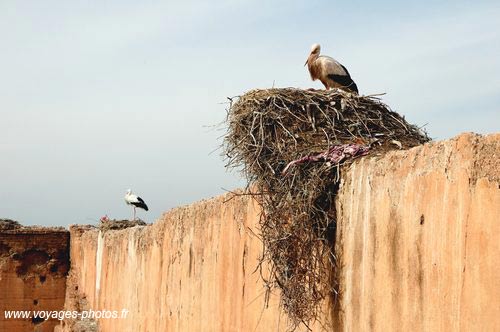 Cigognes - marrakech