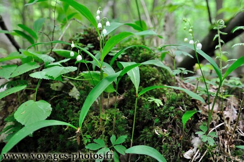 Muguet de fort