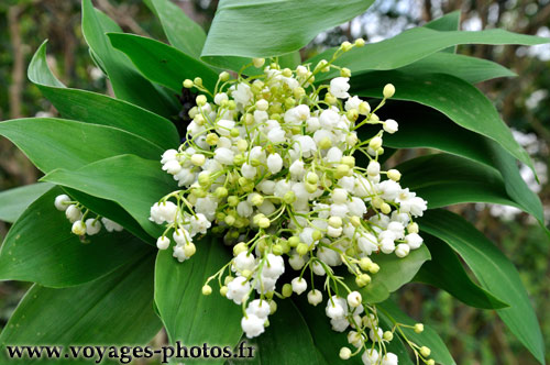 Bouquet de muguet