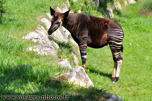 Okapi