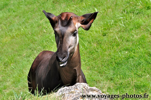 Tête Okapi