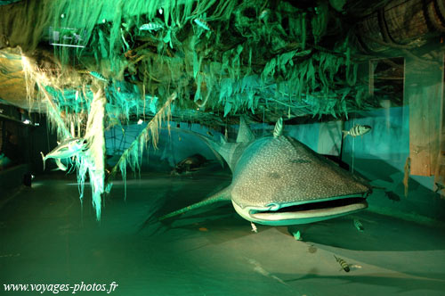 Requin Baleine