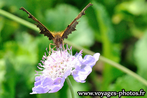 Papillon butinant une fleur