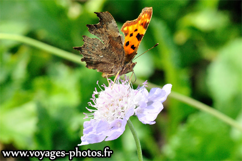 polygonia C-blanc