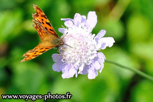 Polygonia Gamma 