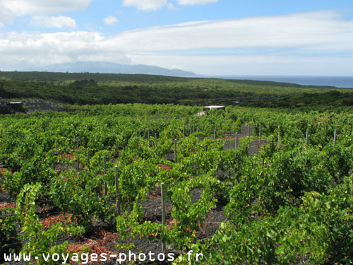 Vignes - Aores