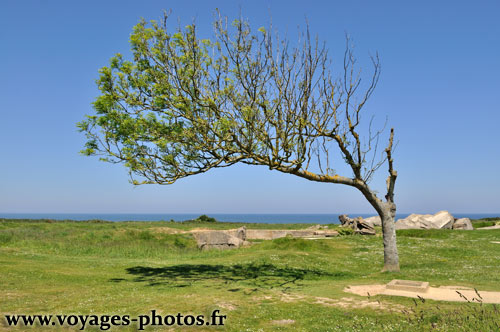 Arbre pench