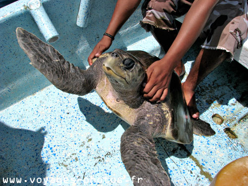 Tortue au Mexique