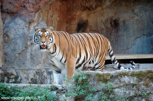 Tigre, grand fauve