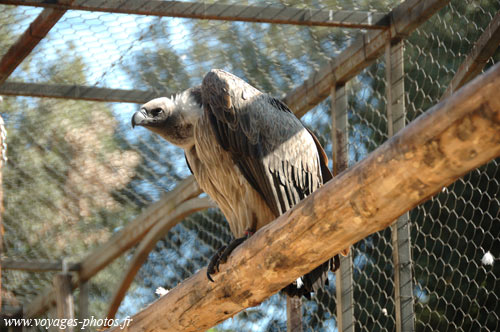 Oiseau vautour