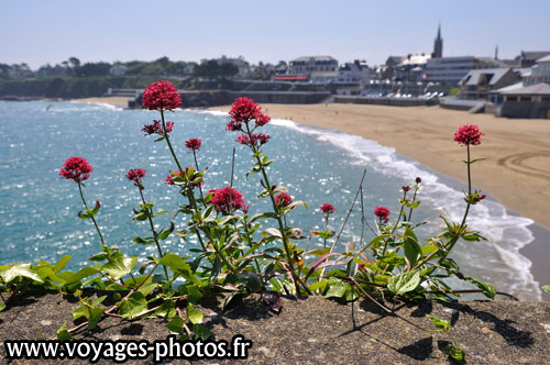 Fleurs rouges<