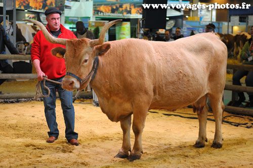 Agriculteur et sa vache