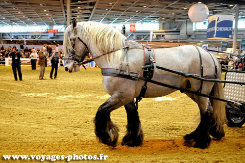 Cheval de trait