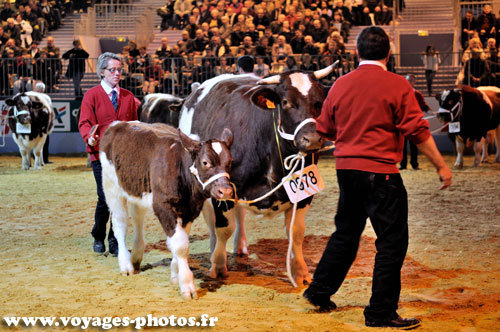 Vache et veau