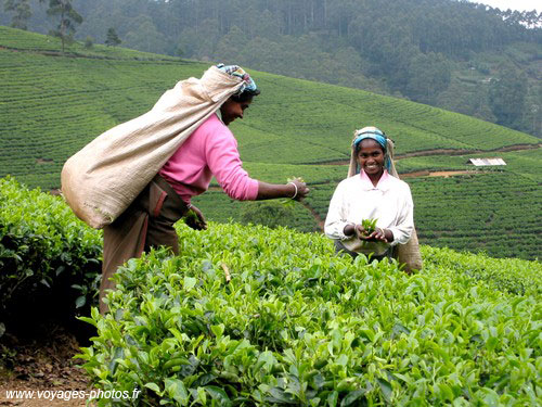 Tea Picker - sri-lanka