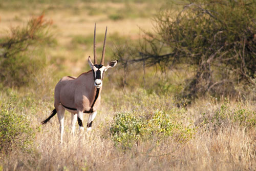 antilope - tanzanie