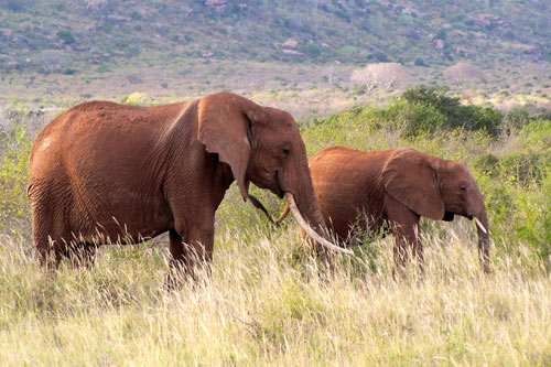 elephant - tanzanie