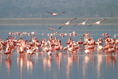 flamands roses - tanzanie