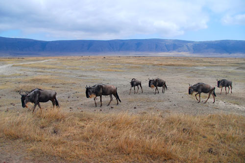 gnous- tanzanie