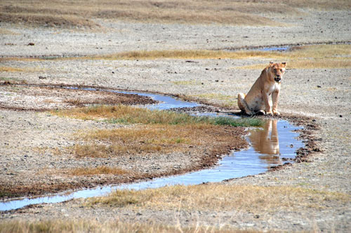 lion - tanzanie