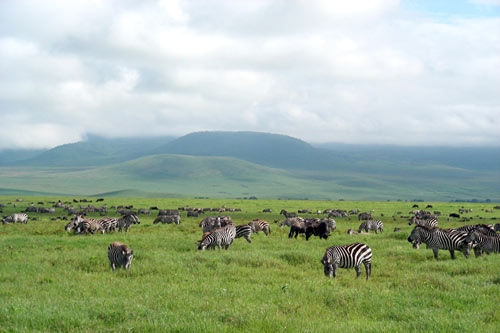 zebre