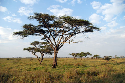 Arbre - tanzanie