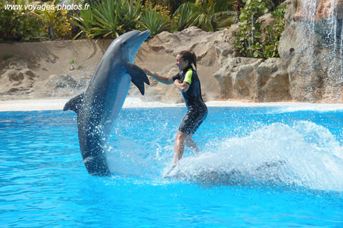 spectacle de dauphins