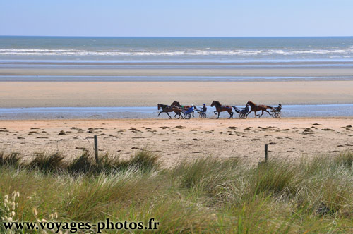 Chevaux trotteurs