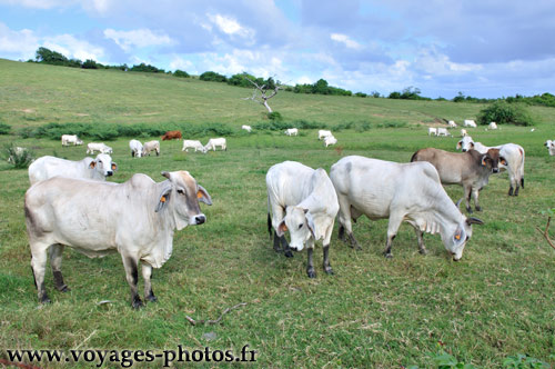 Vache dans une prairie