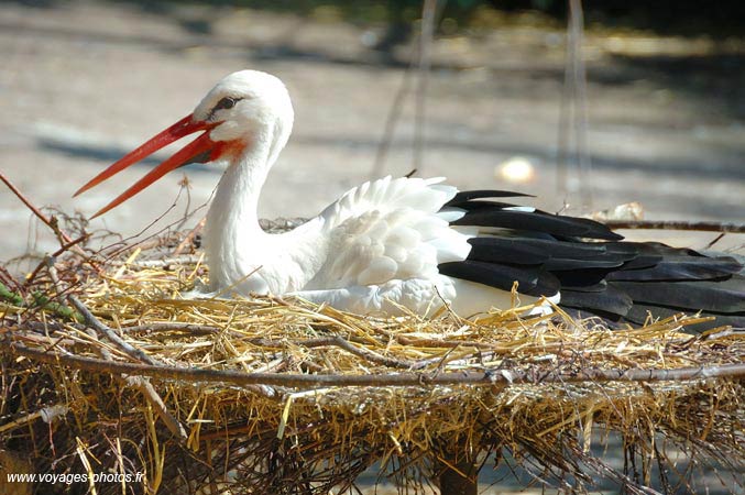 Cigogne