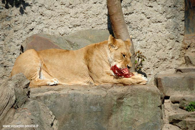 zoo-amsterdam