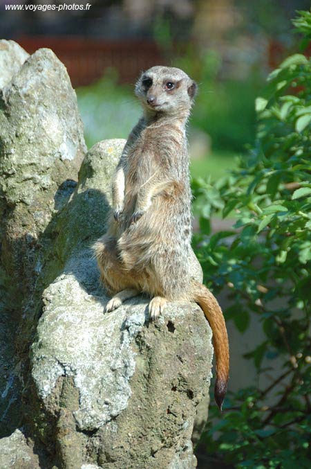 Suricate